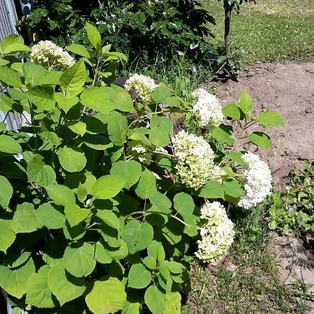 Reder